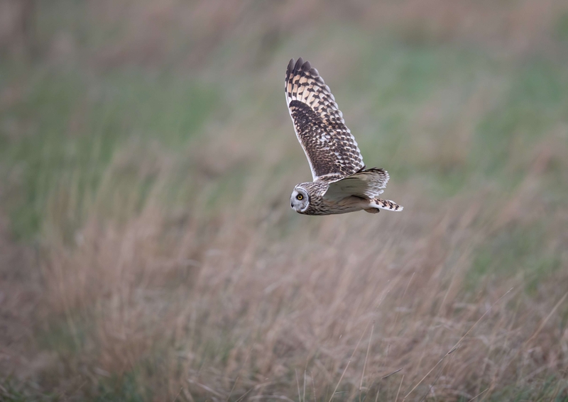 Short Eared Owl