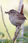 Wren 050609 1