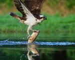 Scottish Osprey close-up with trout, Rothiemurchus