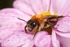 Andrena nitida (f)