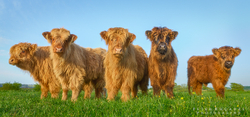 Highland Calves 022