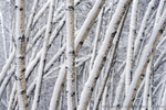 Birch Maze
