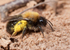 Andrena clarkella (f)