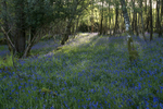 BLUBELLS, Gruline, Isle of Mull