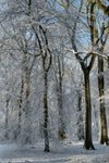 Snowy Beech Woods - II