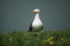 Herring Gull