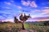 Grass Tree HDR3_1