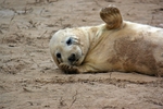 Atlantic Grey Seal