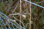 Pagham & Selsey - 18