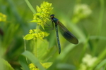 Banded Demoiselle feeding on a smooth bedstraw