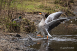 Exiting the water! - Greylag Goose 1 of 4