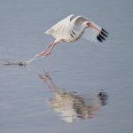 White Ibis