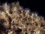 Salmacina dysteri or Filograna implexa