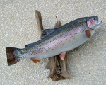 RAINBOW TROUT