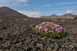 Lava Field Flowers