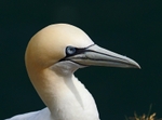 Gannet