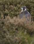 PEREGRINE FALCON