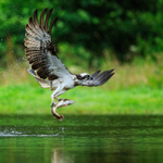 Scottish Osprey in flight with a fish at Rothiemurchus