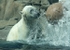 Polar Bear Bounce