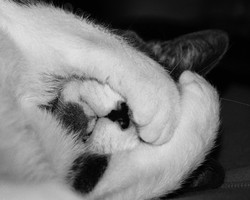 AnimalsCreatures 022
