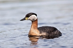 Red-necked Grebe