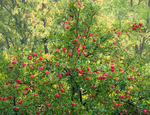 OCTOBER APPLES #2 - BRUCE COUNTY