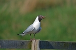 Black-headed Gull
