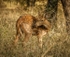 Chital deer
