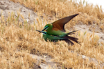 Blue-cheeked Bee-eater