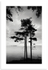 04140503 - Marble Bay Pine Forest