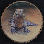 Iguana
