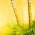 BAMBOO & FOLIAGE - TOPO DE COLLANTES, CUBA