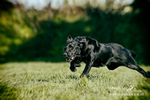 Dogs 110414 18toy