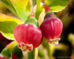 Bilberry