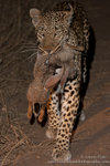 Hare-hunting leopard