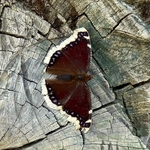 Camberwell Beauty (Nymphalis antiopa)