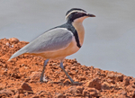 Egyptian Plover