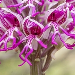 Monkey Orchid (Orchis simia)
