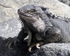 Iggy the Iguana