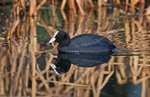 Coot