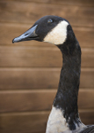 Canadian Goose-Chris Ullman
