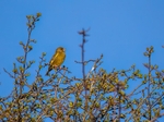 Greenfinch