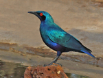 Bronze tailed Glossy Starling