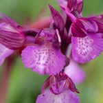 Anacamptis x gennarii (Hybrid between Green-winged and pink butterfly orchids Anacamptis morio x A. papilionacea = A.x gennarii