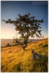 The Lonely Tree (IMG0387)
