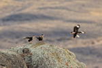 Crested Caracara landing on rock next to two others, Chile