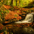 Fallen Leaves