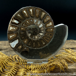 Sold Cut & Polished Whitby Ammonite 054