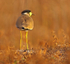 Yellow Wattled Lapwing