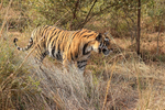 Tiger side view, Panna Reserve, Madhyra Pradesh, India